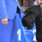 why are giant schnauzers good guard dogs