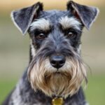 Miniature Schnauzers 101